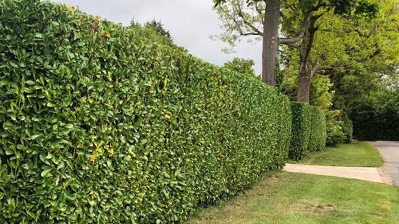 Hedge Cutting East Devon