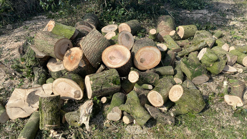 Logs For Sale East Devon