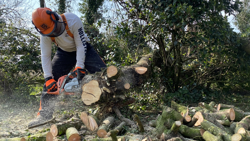 Tree Surgeon Cullompton