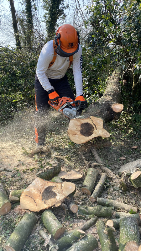 Tree Surgery East Devon