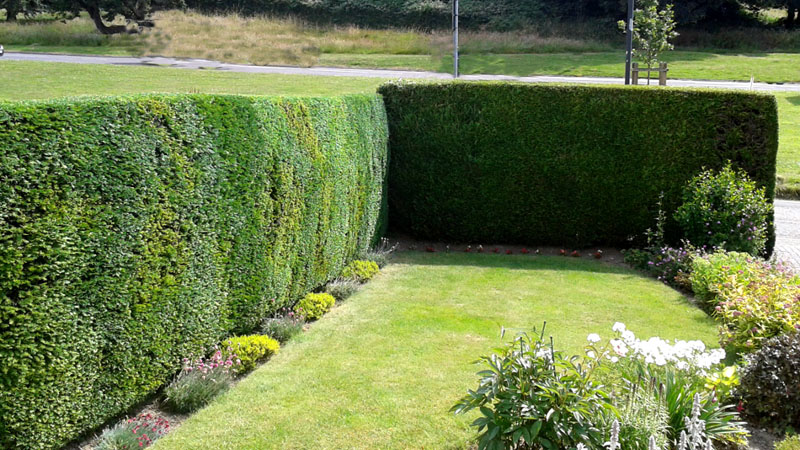 Hedge Cutting Axminster
