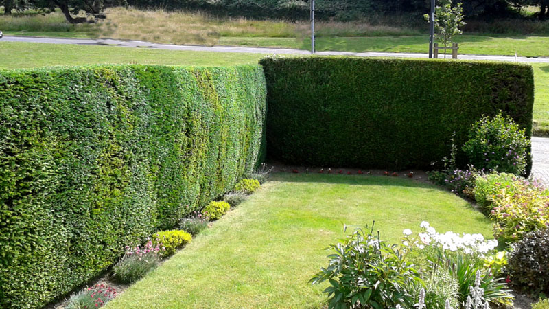 Hedge Cutting Budleigh Salterton