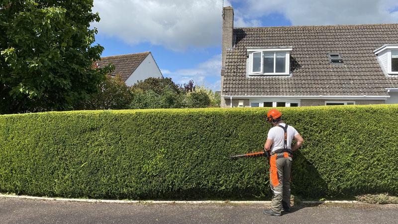 Tree Surgeon Budleigh Salterton