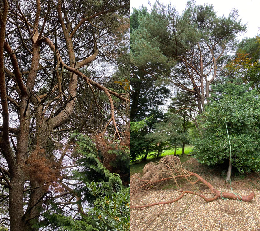 Tree Surgeon Budleigh Salterton