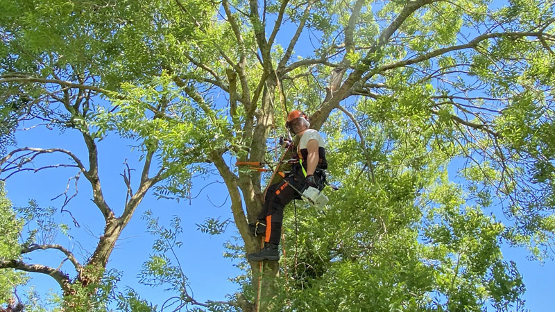 Tree Surgeon Cullompton