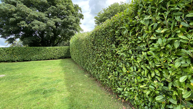 Hedge Cutting Raymonds Hill