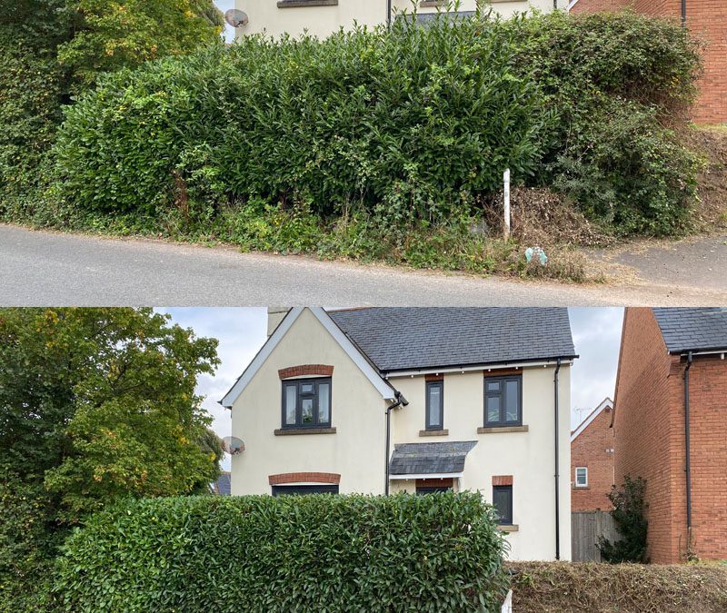 Hedge Cutting Rockbeare