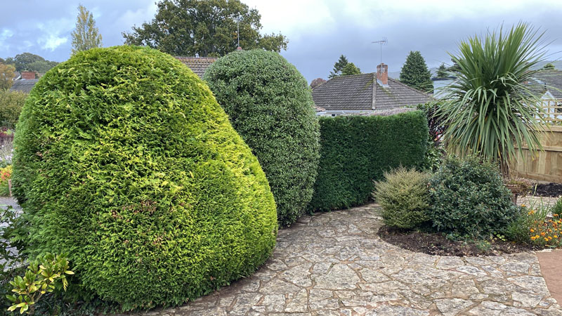 Hedge Cutting Sidmouth