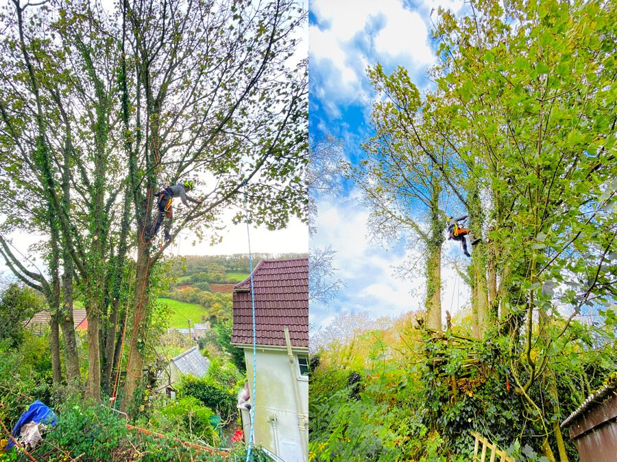 Tree Surgeon Branscombe