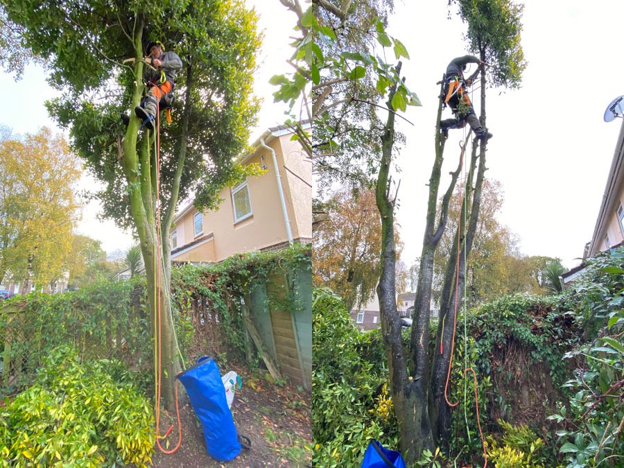 Tree Surgeon Honiton