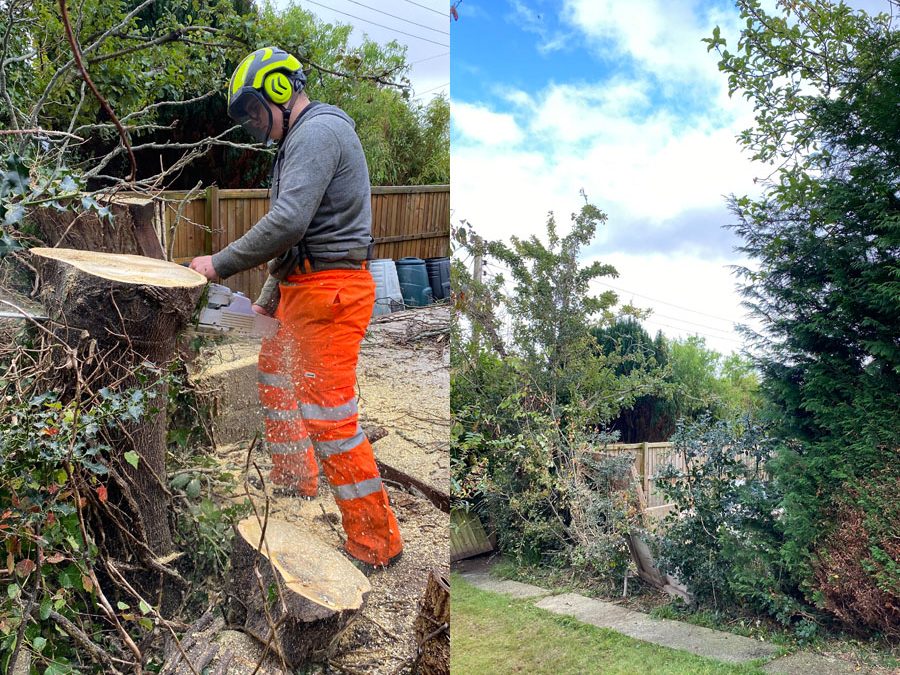 Tree Surgeon Seaton
