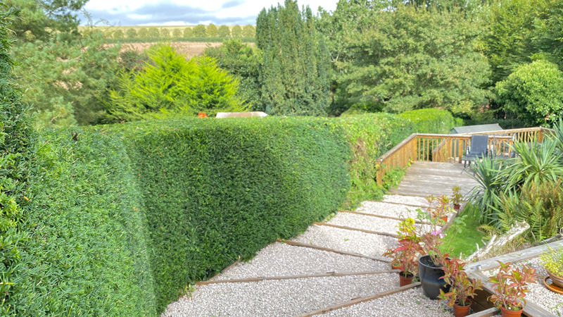 Hedge Cutting East Devon