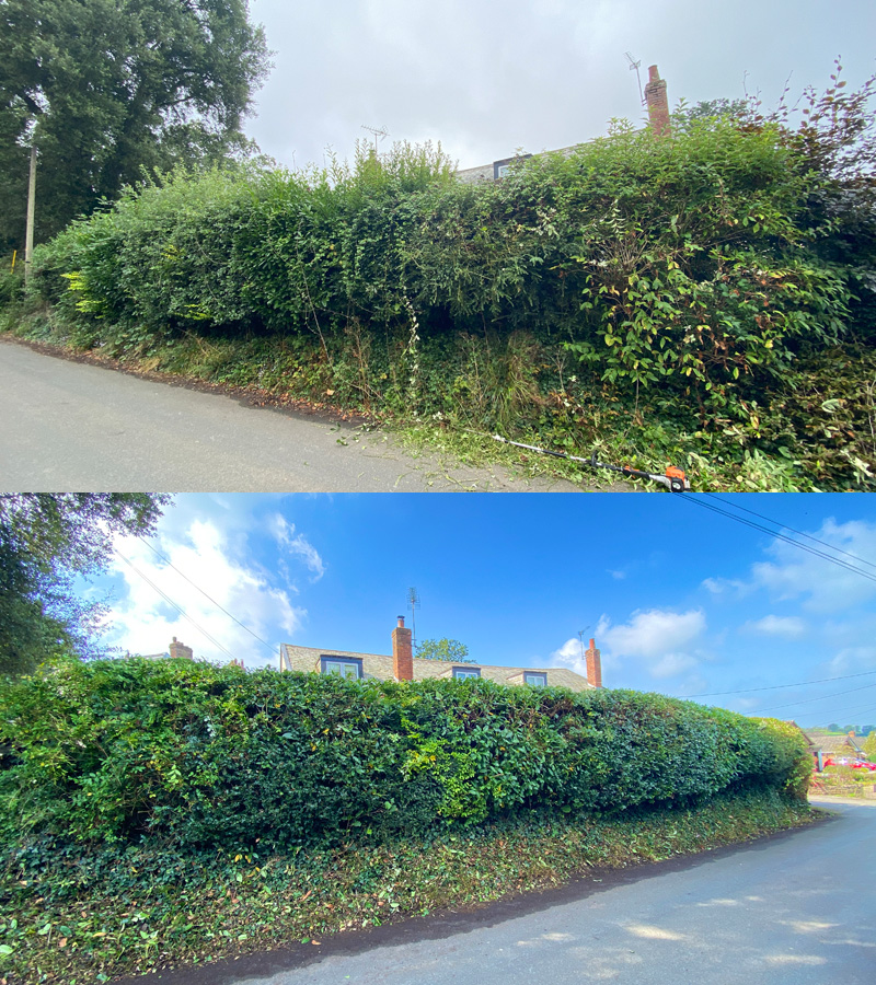 Hedge Cutting East Devon