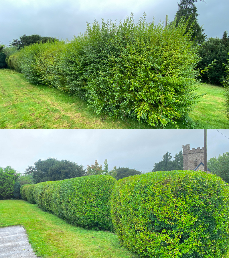 Hedge Cutting East Devon