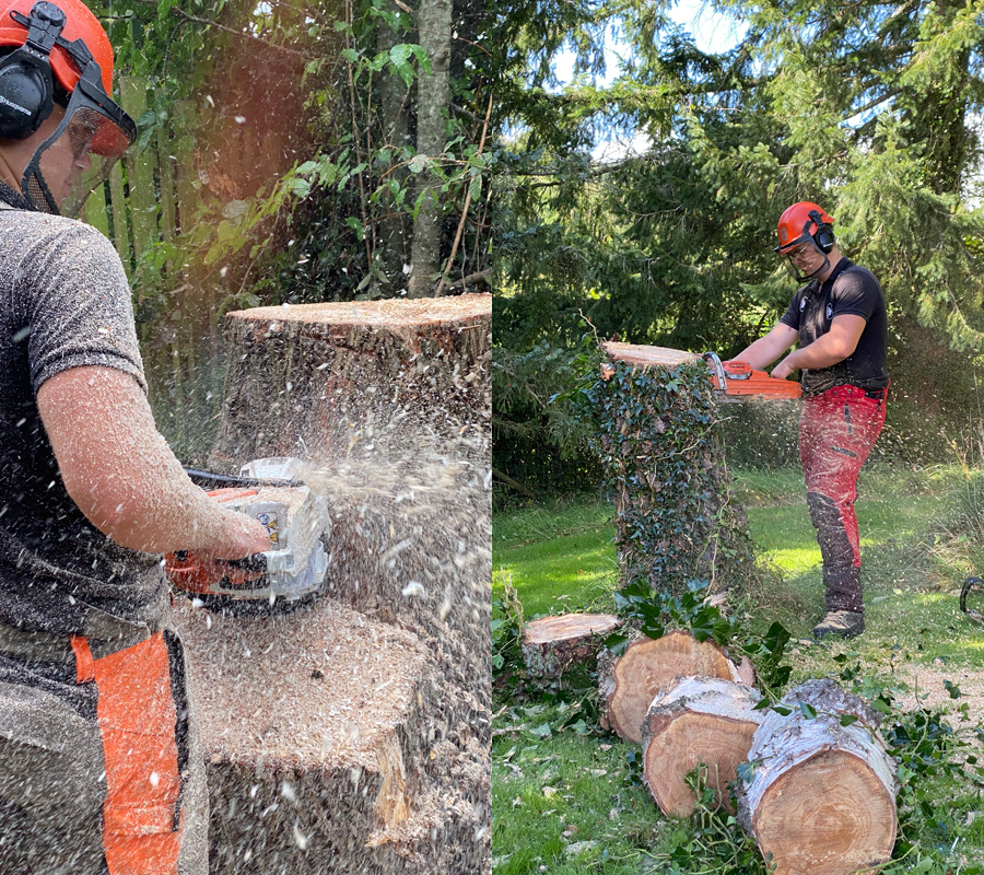 Tree Surgery East Devon