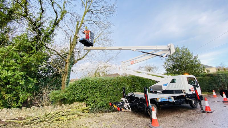 Tree Surgery East Devon