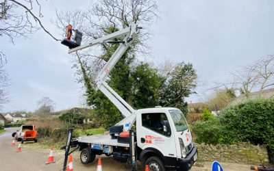 Ash Dieback Removal East Devon