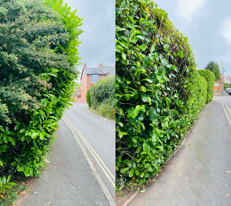 Roadside Tree Clearance East Devon