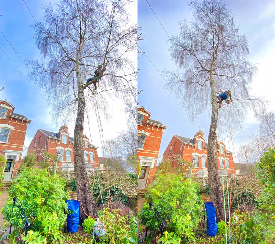 Tree Surgeon Sidmouth