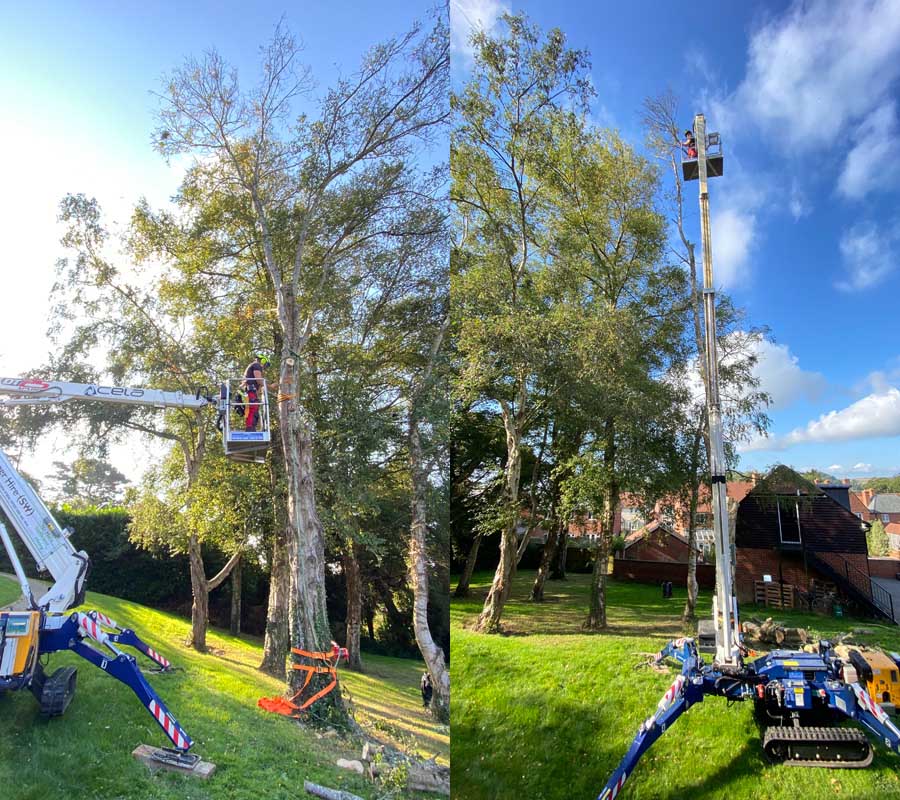 Tree Surgeon Sidmouth