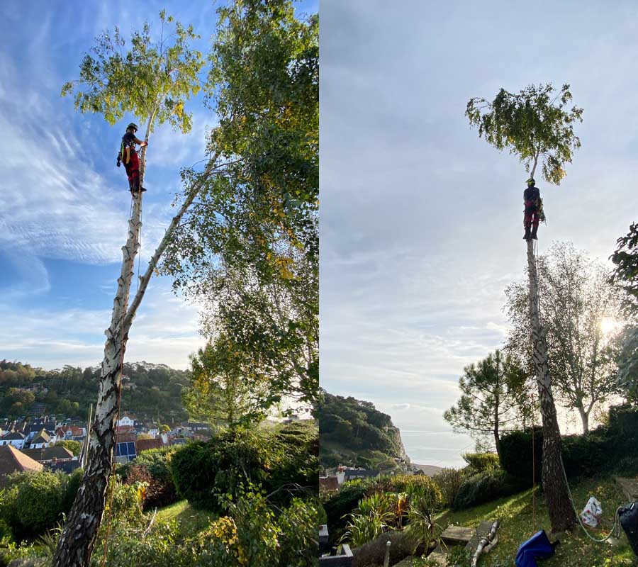 Tree Surgeon Sidmouth