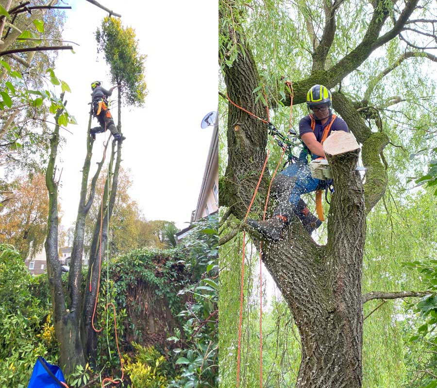 Tree Surgeon Sidmouth Tree Surgeon Sidmouth