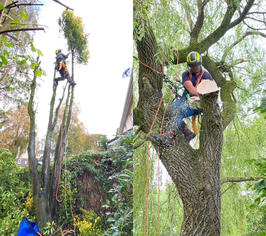 Tree Surgeon Sidmouth