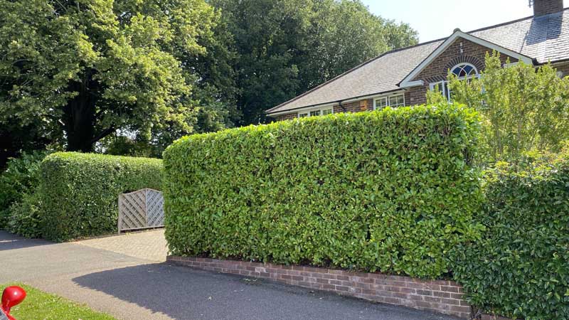 Tree Surgeon Sidmouth