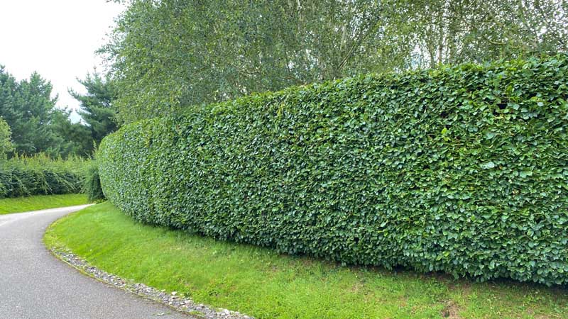 Tree Surgeon Sidmouth Tree Surgeon Sidmouth