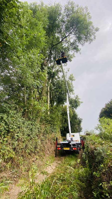 East Devon Ash Dieback Removal