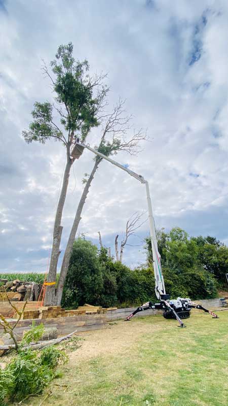 Ash Dieback Removal East Devon