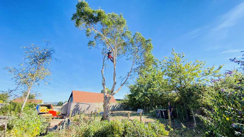 East Devon Tree Surgeons