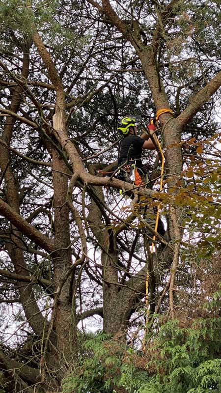 East Devon Tree Surgeons