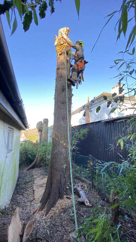 East Devon Tree Surgeons