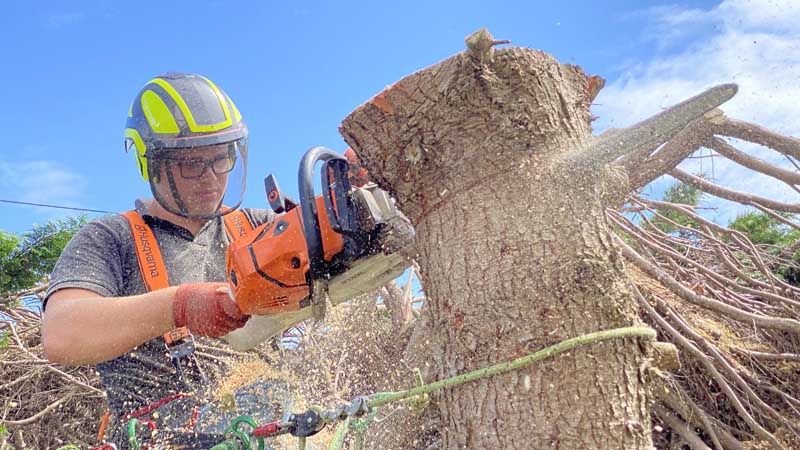 East Devon Tree Surgeons East Devon Tree Surgeons