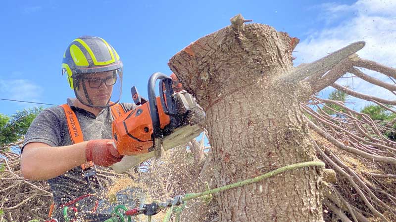 East Devon Tree Surgeons