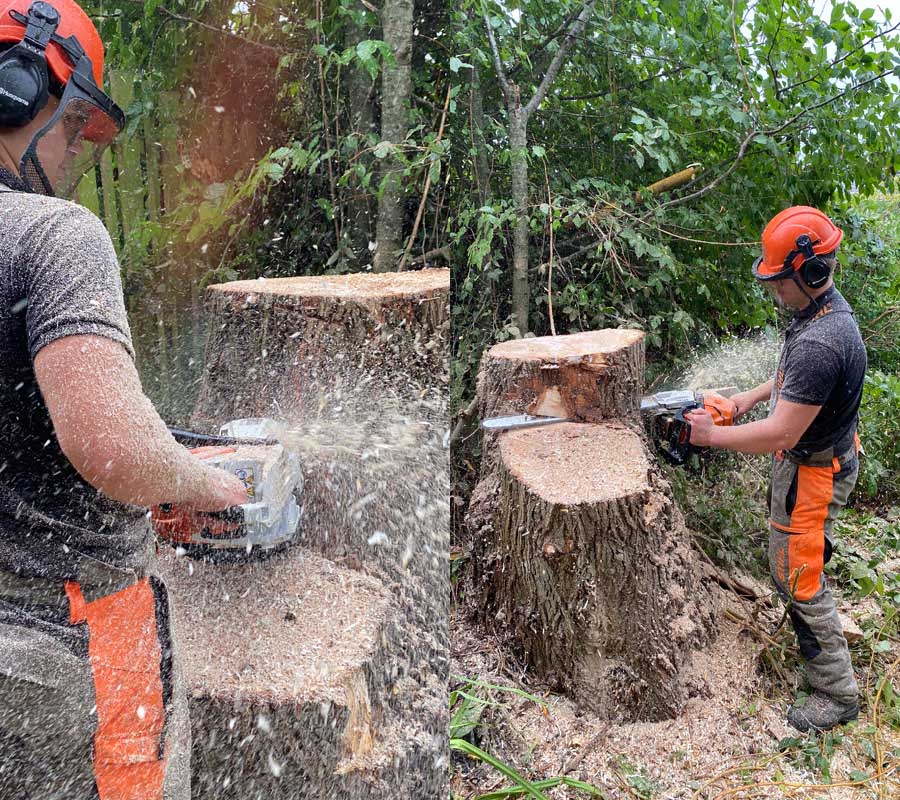 East Devon Tree Surgeons East Devon Tree Surgeons