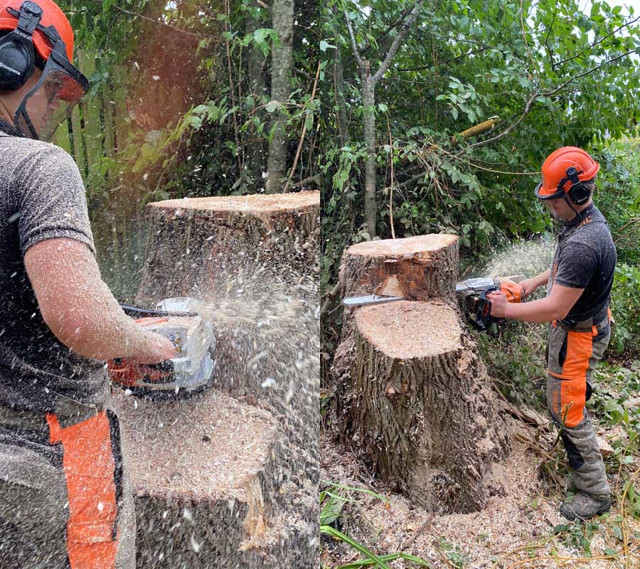 East Devon Tree Surgeons