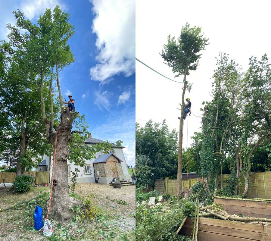 East Devon Tree Surgeons East Devon Tree Surgeons