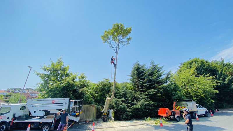 East Devon Tree Surgeons East Devon Tree Surgeons