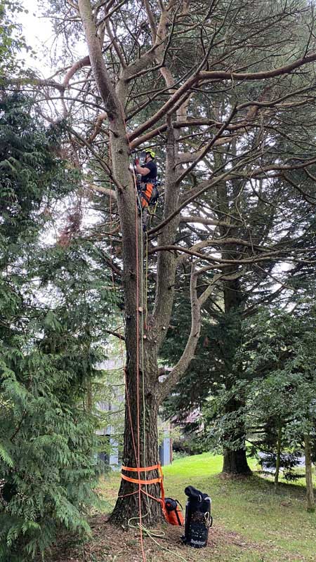 East Devon Tree Surgeons East Devon Tree Surgeons