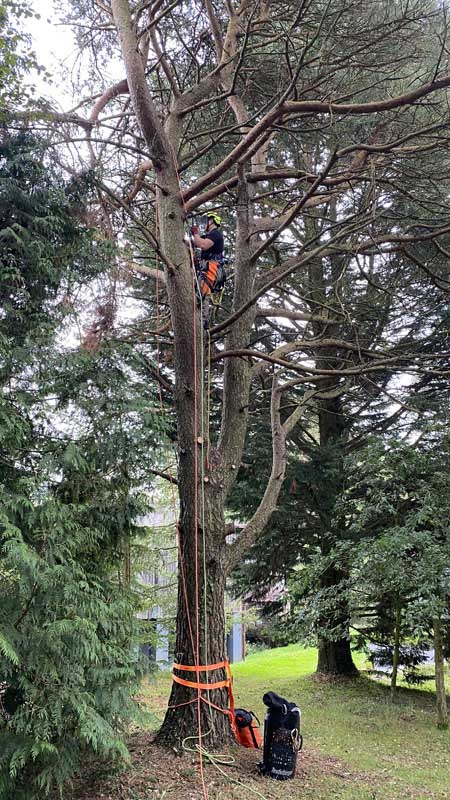 East Devon Tree Surgeons