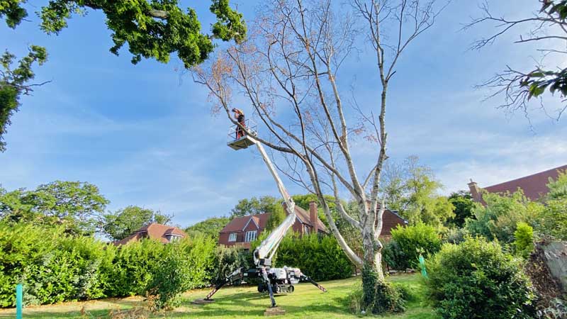 Tree Surgeon East Devon With Cherry Picker