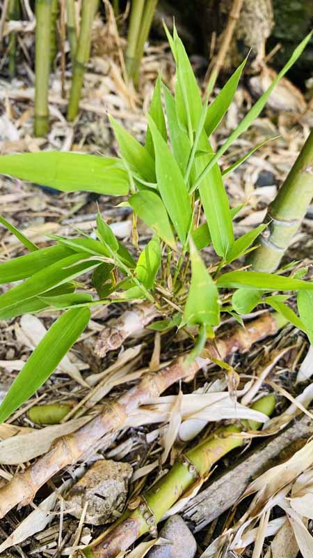 Bamboo Removal Axminster Bamboo Removal Axminster