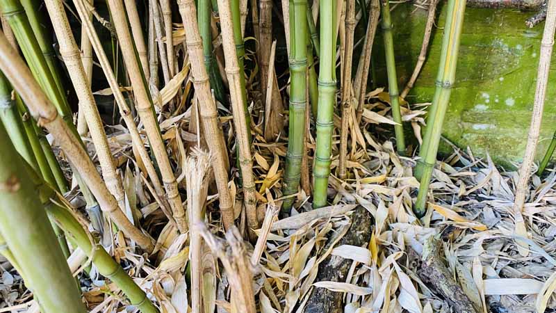 Bamboo Removal Bridport