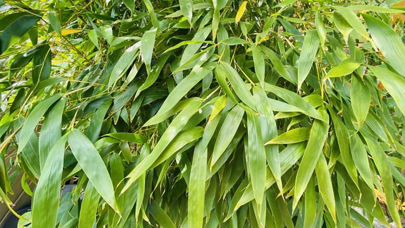 Bamboo Removal Bridport