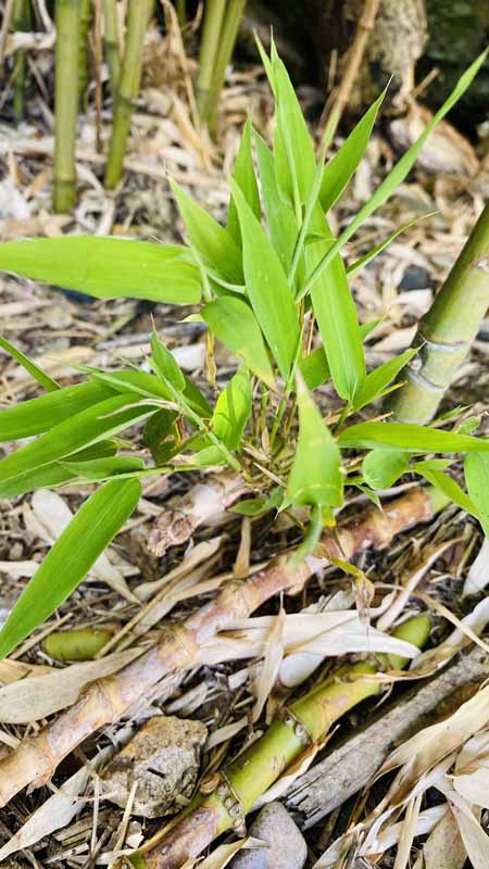 Bamboo Removal Seaton