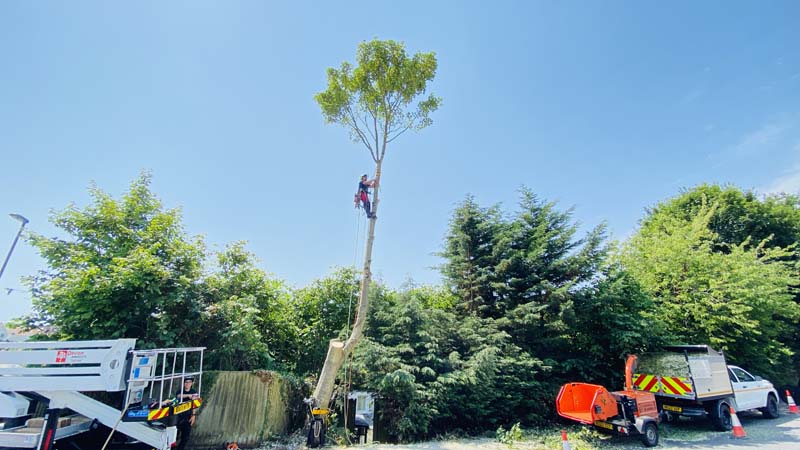 Tree Cutting Exeter