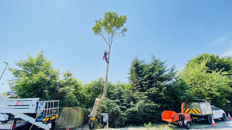 Tree Removal Devon