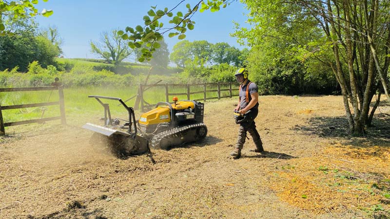 Tree Removal Devon